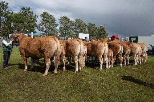 Bedømmelsen - 21 – Køer 3-5 år m. kalv. Fløjvinder (tv) Bøgely Ronja fra Bøgely Limousine, Brørup
