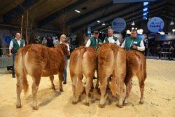 Bedømmelsen - Kvier 8-10 mdr. Fløj til Gulleruplund Valence fra Gulleruplund Limousine