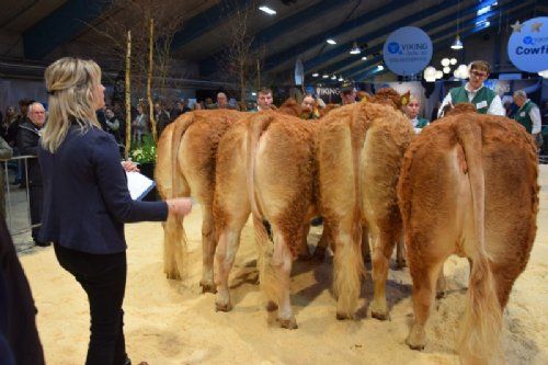 Bedømmelsen - 3 kvier til venstre: Kvier 24-27 mdr. Fløj kvie nr 2 fra højre: Gulleruplund Doffee, fløj og ærespræmie fra Gulleruplund Limousine. Kvie yderst til højre: Kvier 27-30 mdr. Randers Tornerose fra Matias Ebbesen