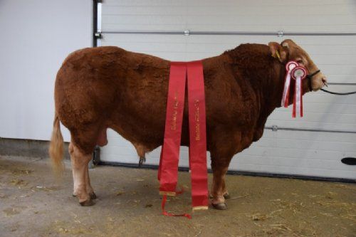 Kødkvægsskuet - Ingersminde Tempo Champion ældre tyre, Bedste handyr Fra Lynge Limousine v/ Per Laursen