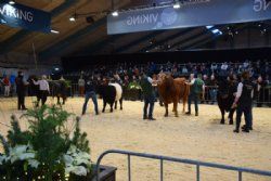 Stemningsbilleder - Bedste handyr til Interbreed. vinder blev Tiroler Grauvieh