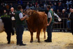 Stemningsbilleder - Bedste handyr Limousine