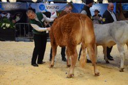 Stemningsbilleder - Bedste hundyr til Interbreed. Vinderen blev en Hereford Kvie